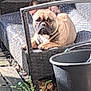 french_bulldog, dog, pet, animal, pouty_face, patio, outdoor, wicker_furniture, bucket, plant, wooden_deck, resting, ears, paws, brown_coat, sitting, closeup, face, expression, leisure
