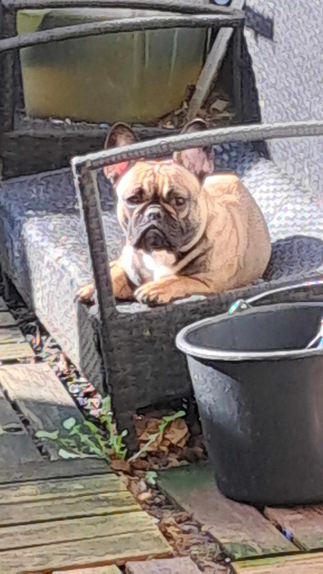 Athéna participe au concours pour gagner de l'argent avec cette photo : french_bulldog, dog, pet, animal, pouty_face, patio, outdoor, wicker_furniture, bucket, plant, wooden_deck, resting, ears, paws, brown_coat, sitting, closeup, face, expression, leisure