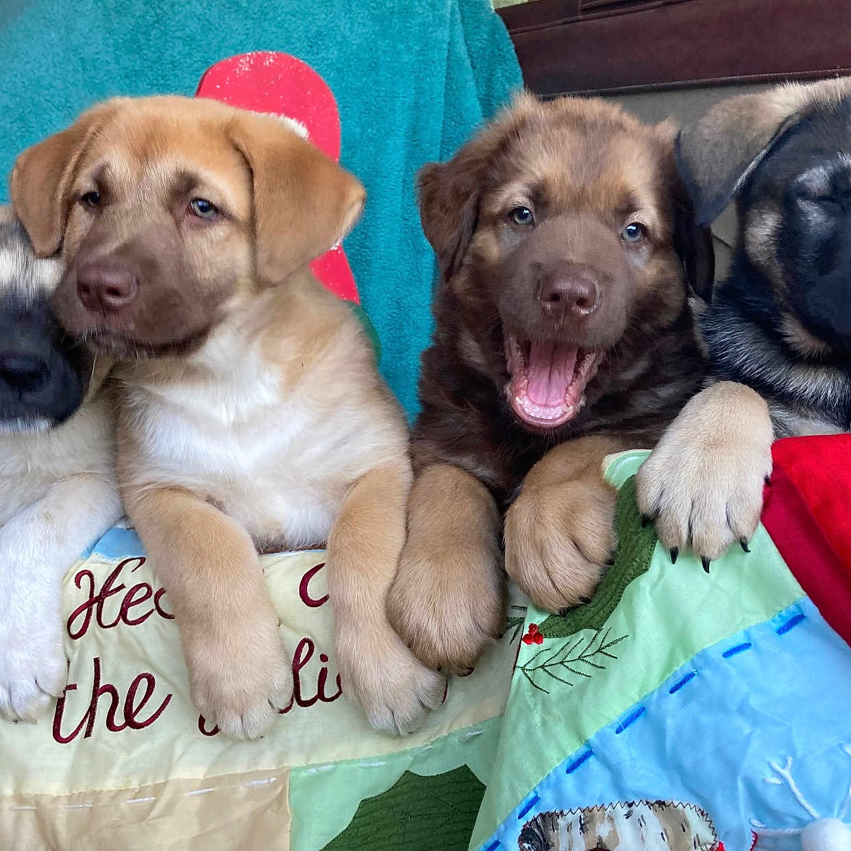 Puppies joined the competition — help win amazing prizes! animal, ball, canine, couch, cushion, dog, face, furniture, head, homedecor, hound, husky, labradorretriever, person, pet, photography, portrait, puppy, sport, tennis