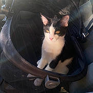 Neiko joined the competition — help win amazing prizes! animal, black_and_white, black_patches, car_seat, carrier, cat, cute, domestic_cat, feline, indoor, lens_flare, mesh, orange_eyes, pet, relaxed, seatbelt, sitting, sunlight, vehicle, white_paws