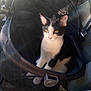 animal, black_and_white, black_patches, car_seat, carrier, cat, cute, domestic_cat, feline, indoor, lens_flare, mesh, orange_eyes, pet, relaxed, seatbelt, sitting, sunlight, vehicle, white_paws