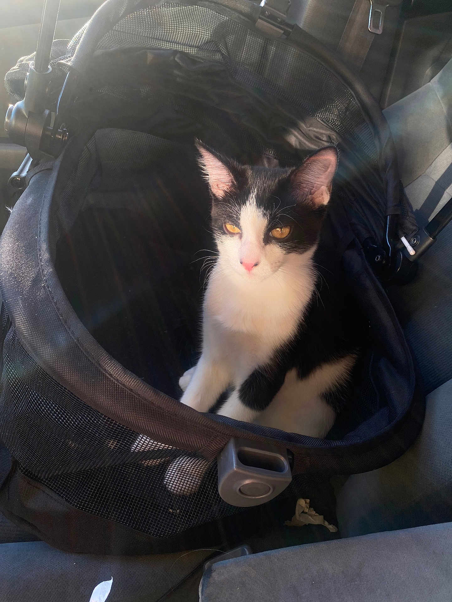 Neiko joined the competition — help win amazing prizes! animal, black_and_white, black_patches, car_seat, carrier, cat, cute, domestic_cat, feline, indoor, lens_flare, mesh, orange_eyes, pet, relaxed, seatbelt, sitting, sunlight, vehicle, white_paws