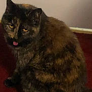 Sadie is registered to the contest to win money with this photo: animal, background, carpet, cat, cute, domestic, ears, eyes, face, feline, floor, fur, home, indoor, mammal, pet, sitting, tongue, tortoiseshell, whiskers