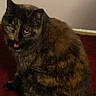 cat, tortoiseshell, pet, animal, feline, carpet, indoor, tongue, sitting, fur, cute, domestic, mammal, whiskers, ears, eyes, face, background, home, floor