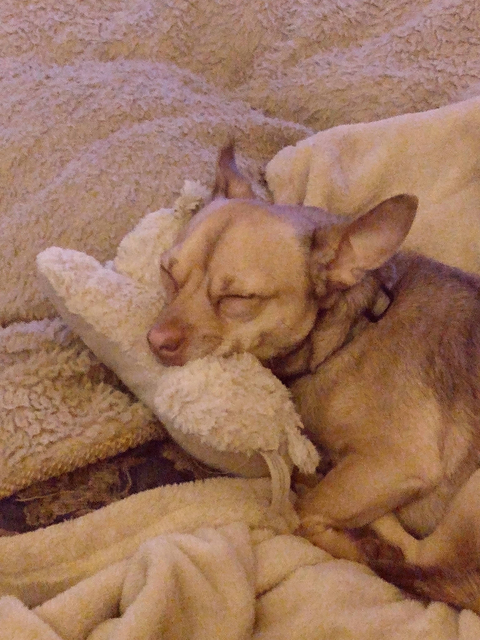 Pico joined the competition — help win amazing prizes! art, canidae, carnivore, comfort, companion_dog, dog, dog_breed, ear, fur, linens, nap, paw, sand, snout, sporting_group, terrestrial_animal, toy_dog, wood, working_animal, wrinkle