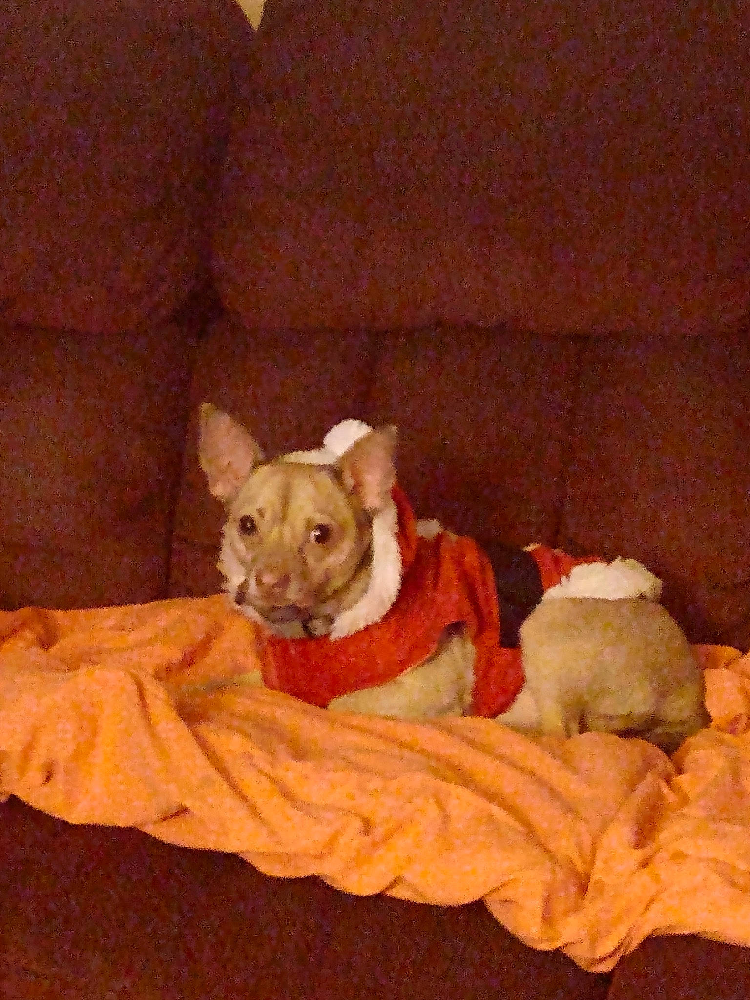 Pico joined the competition — help win amazing prizes! canidae, carnivore, comfort, companion_dog, dog, dog_breed, dog_supply, fawn, felidae, linens, paw, small_to_medium_sized_cats, snout, sporting_group, tail, terrestrial_animal, toy_dog, whiskers, wood, working_animal