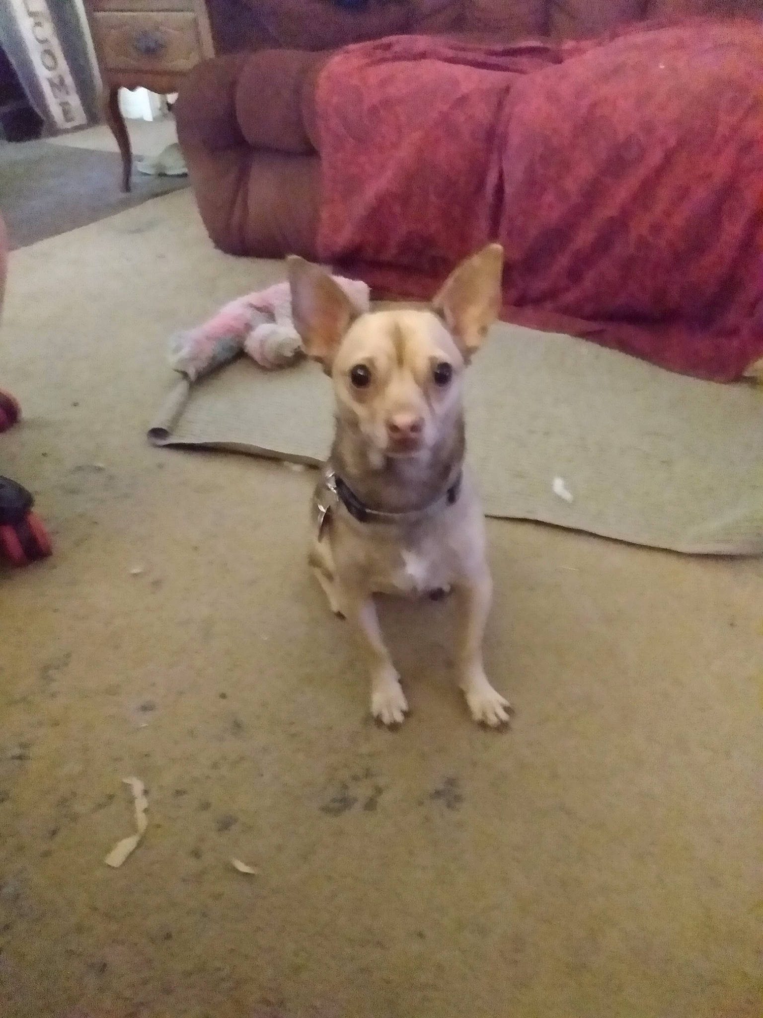 Pico is registered to the contest to win money with this photo: carnivore, chihuahua, comfort, companion_dog, couch, dog, dog_breed, dog_clothes, dog_supply, fawn, floor, flooring, hardwood, paw, pillow, snout, tail, toy_dog, wood, working_animal