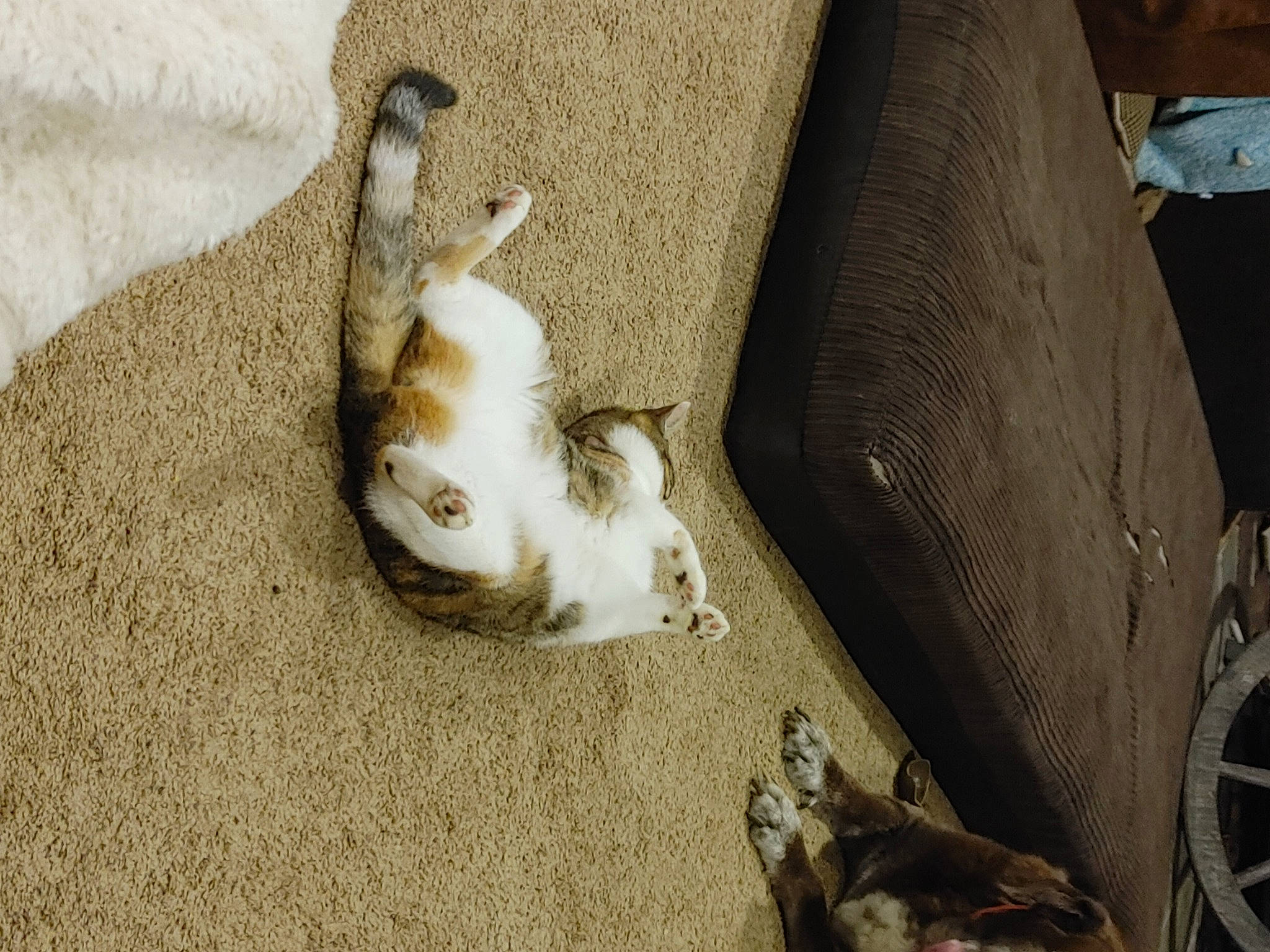 Cali Lu joined the competition — help win amazing prizes! carnivore, cat, comfort, companion_dog, dog_breed, fawn, felidae, floor, flooring, fur, grey, human_leg, mammal, paw, small_to_medium_sized_cats, snout, tail, vertebrate, whiskers, wood