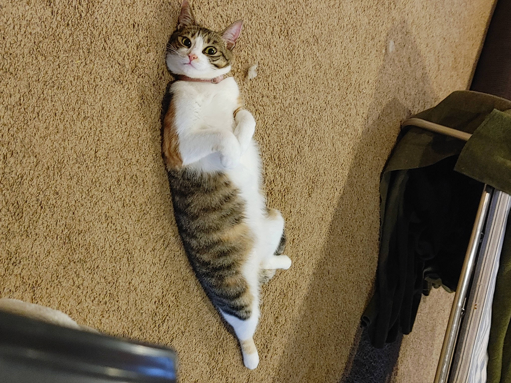 Cali Lu joined the competition — help win amazing prizes! carnivore, cat, claw, comfort, domestic_short_haired_cat, eye, felidae, foot, fur, head, leg, paw, sitting, small_to_medium_sized_cats, snout, tail, terrestrial_animal, whiskers, window, wood