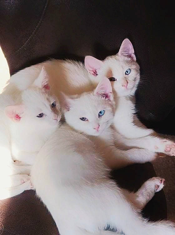 Luna Jasper Noah is registered to the contest to win money with this photo: carnivore, cat, claw, comfort, domestic_short_haired_cat, fawn, felidae, fur, paw, pink, small_to_medium_sized_cats, tail, whiskers