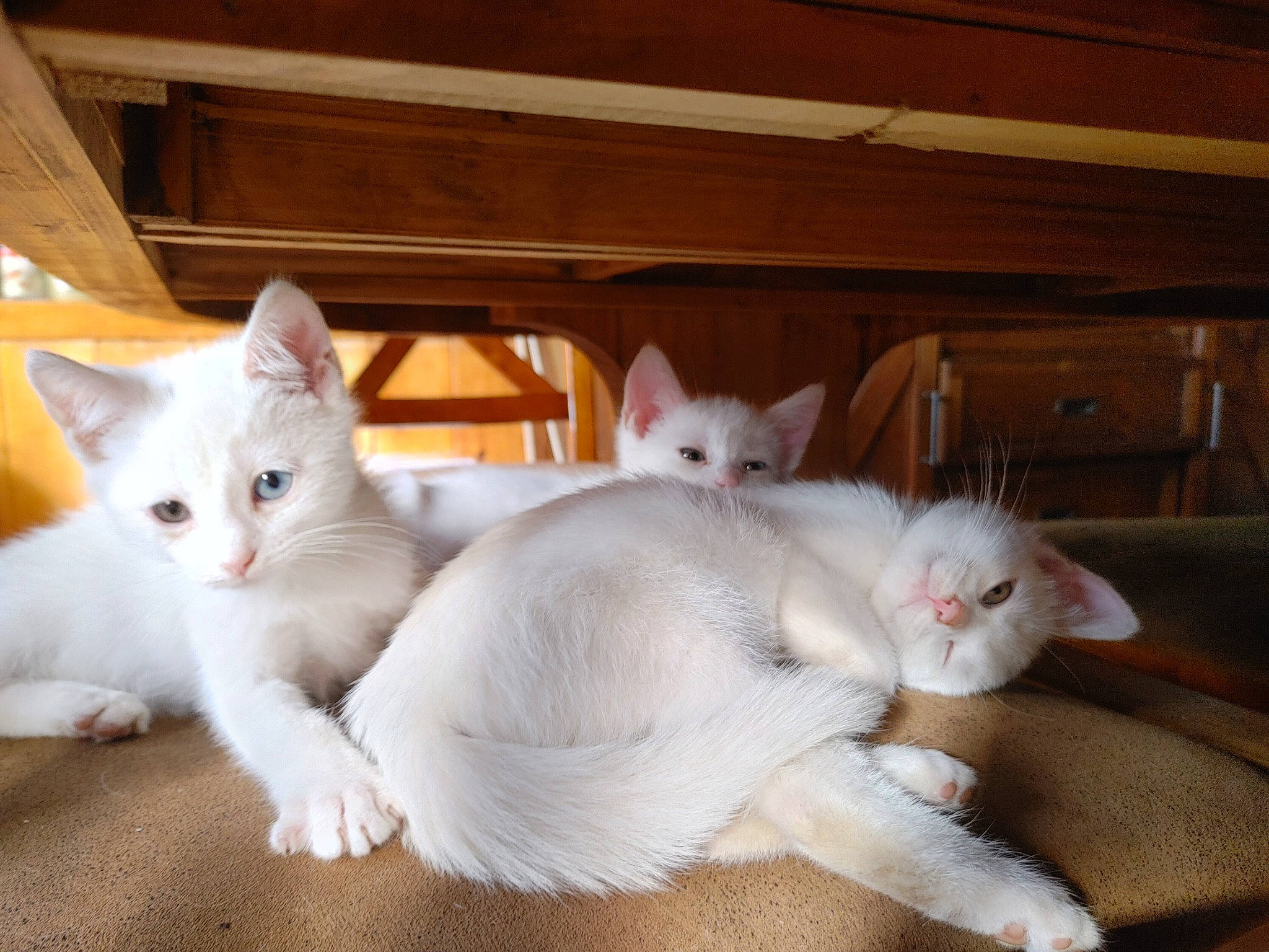 Luna Jasper Noah is registered to the contest to win money with this photo: carnivore, cat, claw, comfort, domestic_short_haired_cat, fawn, felidae, foot, fur, hardwood, mammal, paw, small_to_medium_sized_cats, snout, tail, vertebrate, whiskers, wood