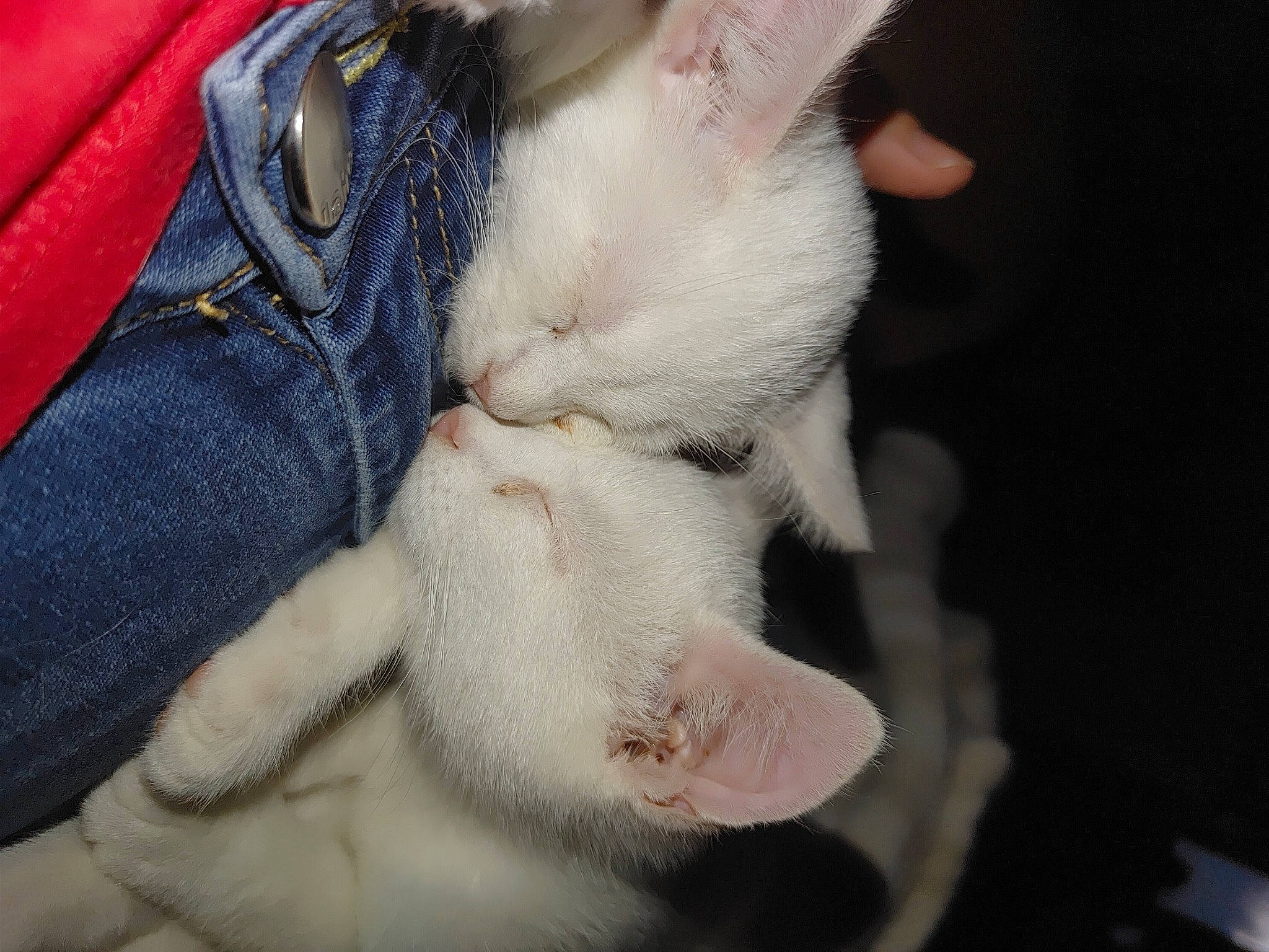 Luna Jasper Noah is registered to the contest to win money with this photo: carmine, carnivore, cat, claw, comfort, dog_breed, domestic_short_haired_cat, electric_blue, fawn, felidae, fur, gesture, human_leg, nail, nap, paw, small_to_medium_sized_cats, snout, tail, whiskers