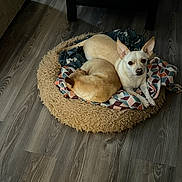 Taz Casey joined the competition — help win amazing prizes! dog, pets, bed, blanket, floor, wooden_floor, resting, sleeping, curious, indoor, cozy, cute, animal, canine, fur, ears, looking, companion, domestic, relaxation