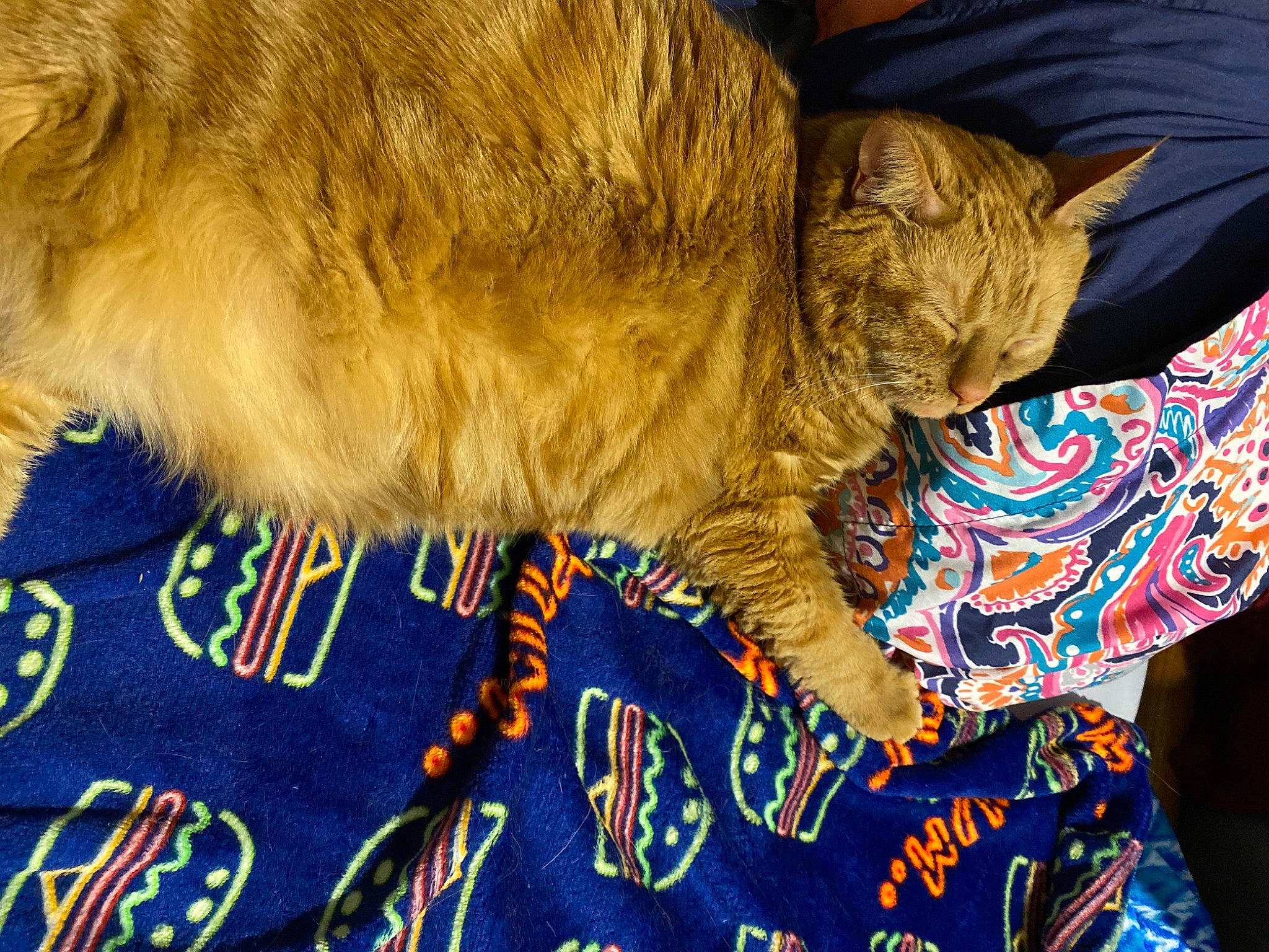 Orangey is registered to the contest to win money with this photo: art, carnivore, cat, claw, comfort, domestic_short_haired_cat, electric_blue, fawn, felidae, fur, linens, nap, pattern, paw, sleep, small_to_medium_sized_cats, snout, tail, terrestrial_animal, whiskers