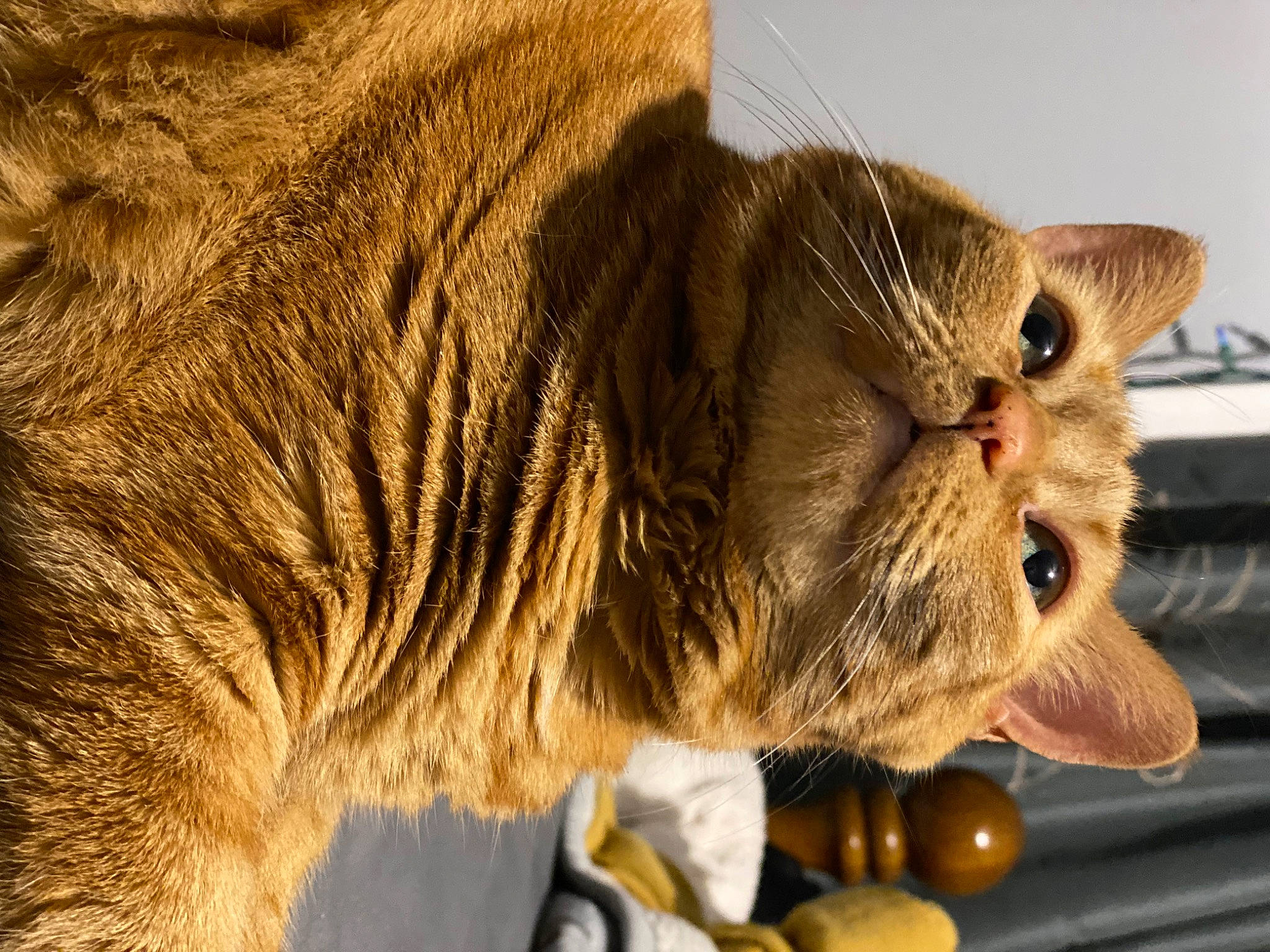 Orangey is registered to the contest to win money with this photo: british_shorthair, carnivore, cat, cat_supply, claw, domestic_short_haired_cat, event, fang, fawn, felidae, fur, paw, small_to_medium_sized_cats, snout, tail, terrestrial_animal, whiskers, wildlife, wood, wrinkle