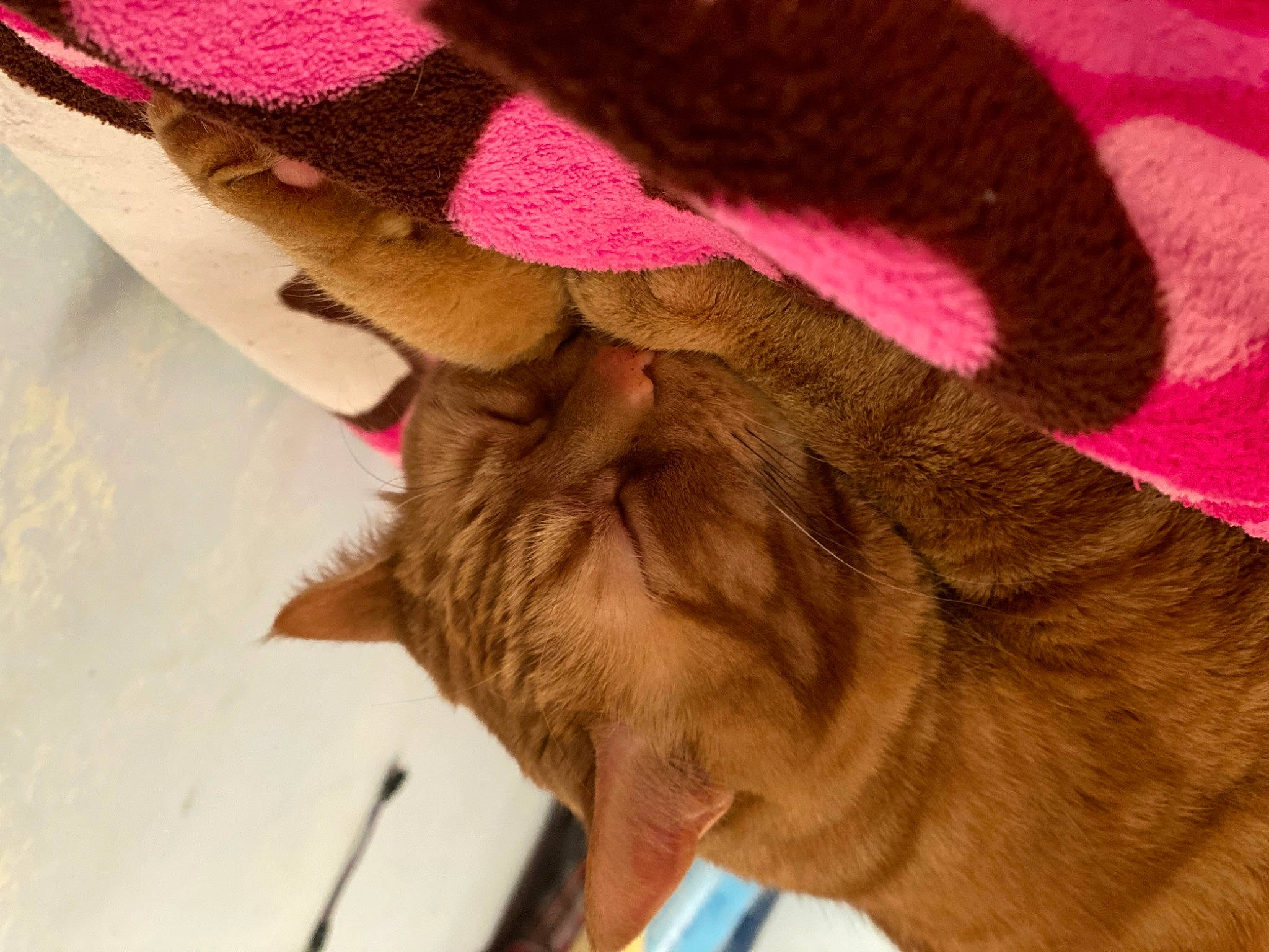 Orangey joined the competition — help win amazing prizes! cap, carnivore, comfort, companion_dog, dog_breed, fashion_accessory, fawn, felidae, fur, headgear, human_leg, linens, liver, magenta, small_to_medium_sized_cats, tail, whiskers, wool, woolen, wrinkle