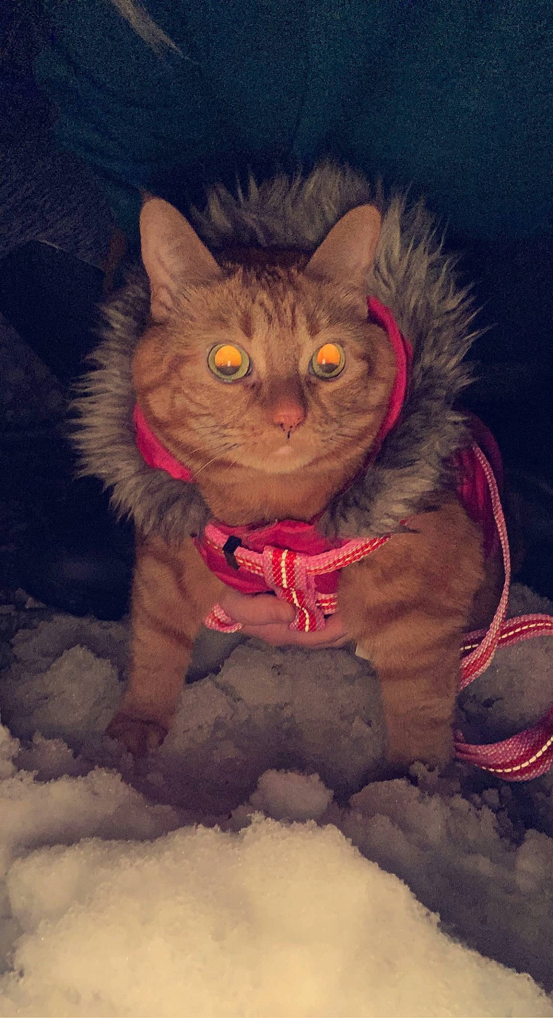 Orangey is registered to the contest to win money with this photo: art, carnivore, cat, electric_blue, event, felidae, freezing, fur, glasses, illustration, magenta, small_to_medium_sized_cats, snout, snow, terrestrial_animal, visual_arts, whiskers, winter