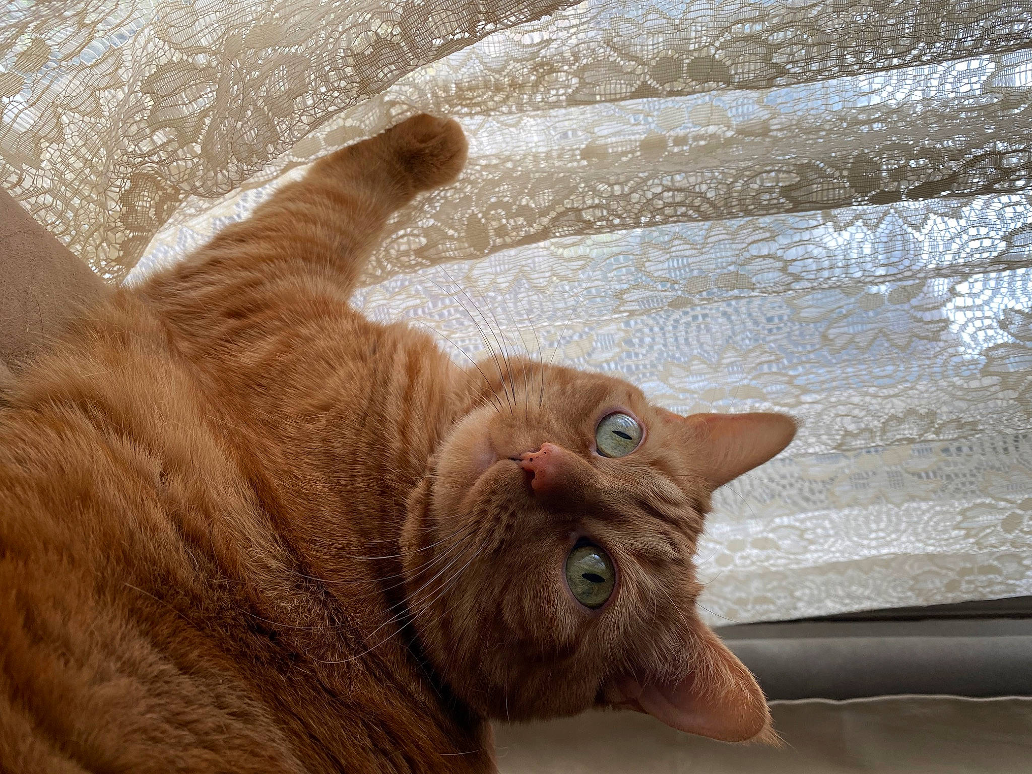 Orangey is registered to the contest to win money with this photo: carnivore, cat, comfort, domestic_short_haired_cat, fawn, felidae, flooring, foot, fur, gesture, liver, paw, small_to_medium_sized_cats, snout, tail, terrestrial_animal, whiskers, window, wood, wrinkle