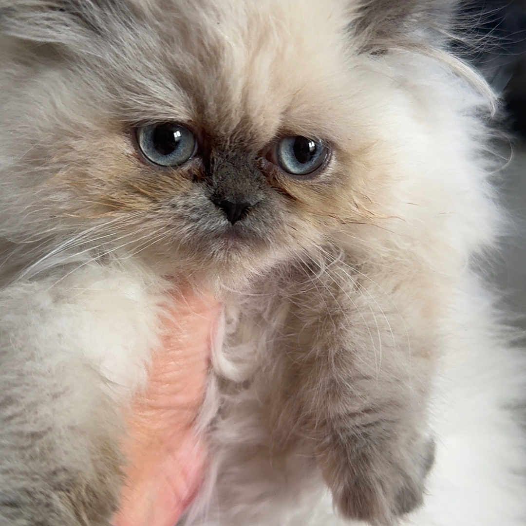 Aya participe au concours pour gagner de l'argent avec cette photo : kitten, cat, fluffy, blue_eyes, pet, animal, cute, furry, hand, indoor, closeup, face, adorable, young, fur, mammal, portrait, expression, domestic_cat, whiskers
