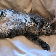 Brume a rejoint le concours — aidez-le/la à gagner de superbes lots ! animal, blanket, cat, cozy, curious, cute, domestic_cat, fluffy, fur, gray_cat, indoor, lying_down, on_back, paw, pet, playful, relaxed, soft, tail, whiskers