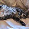 animal, blanket, cat, cozy, curious, cute, domestic_cat, fluffy, fur, gray_cat, indoor, lying_down, on_back, paw, pet, playful, relaxed, soft, tail, whiskers