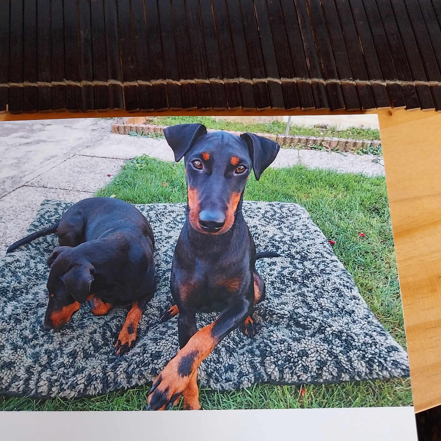 Ti Rex participe au concours pour gagner de l'argent avec cette photo : animal, black_and_tan, canine, curious, doberman, dog, grass, looking_at_camera, mat, nature, outdoor, paw, pet, photograph, portrait, pose, printed_photo, relaxed, resting, two_dogs
