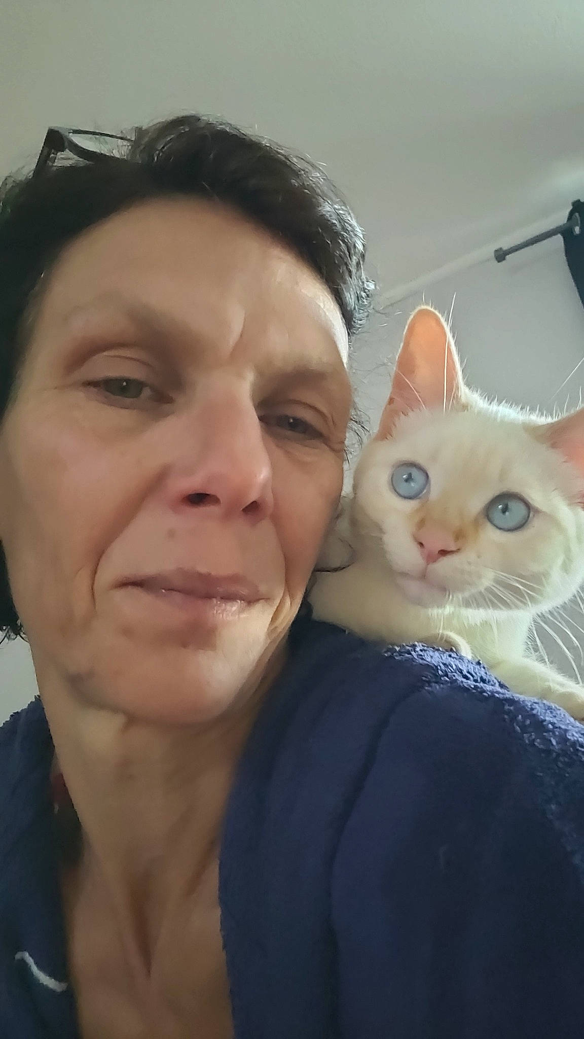 Yuki participe au concours pour gagner de l'argent avec cette photo : carnivore, cat, cheek, comfort, ear, eye, eyebrow, eyelash, fawn, felidae, gesture, happy, iris, jaw, neck, nose, organ, skin, small_to_medium_sized_cats, whiskers