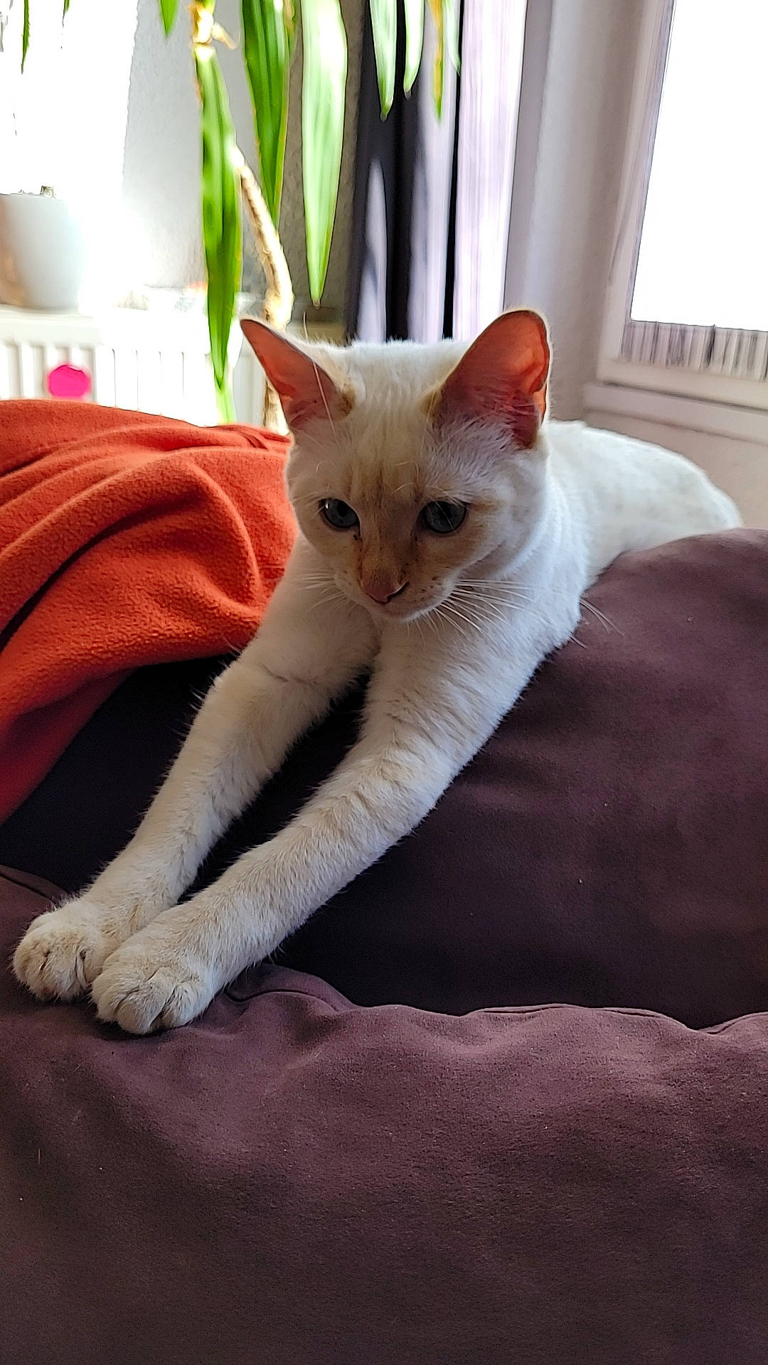 Yuki a rejoint le concours — aidez-le/la à gagner de superbes lots ! carnivore, cat, claw, comfort, domestic_short_haired_cat, eye, fawn, felidae, fur, head, paw, plant, small_to_medium_sized_cats, snout, tail, terrestrial_animal, whiskers, window