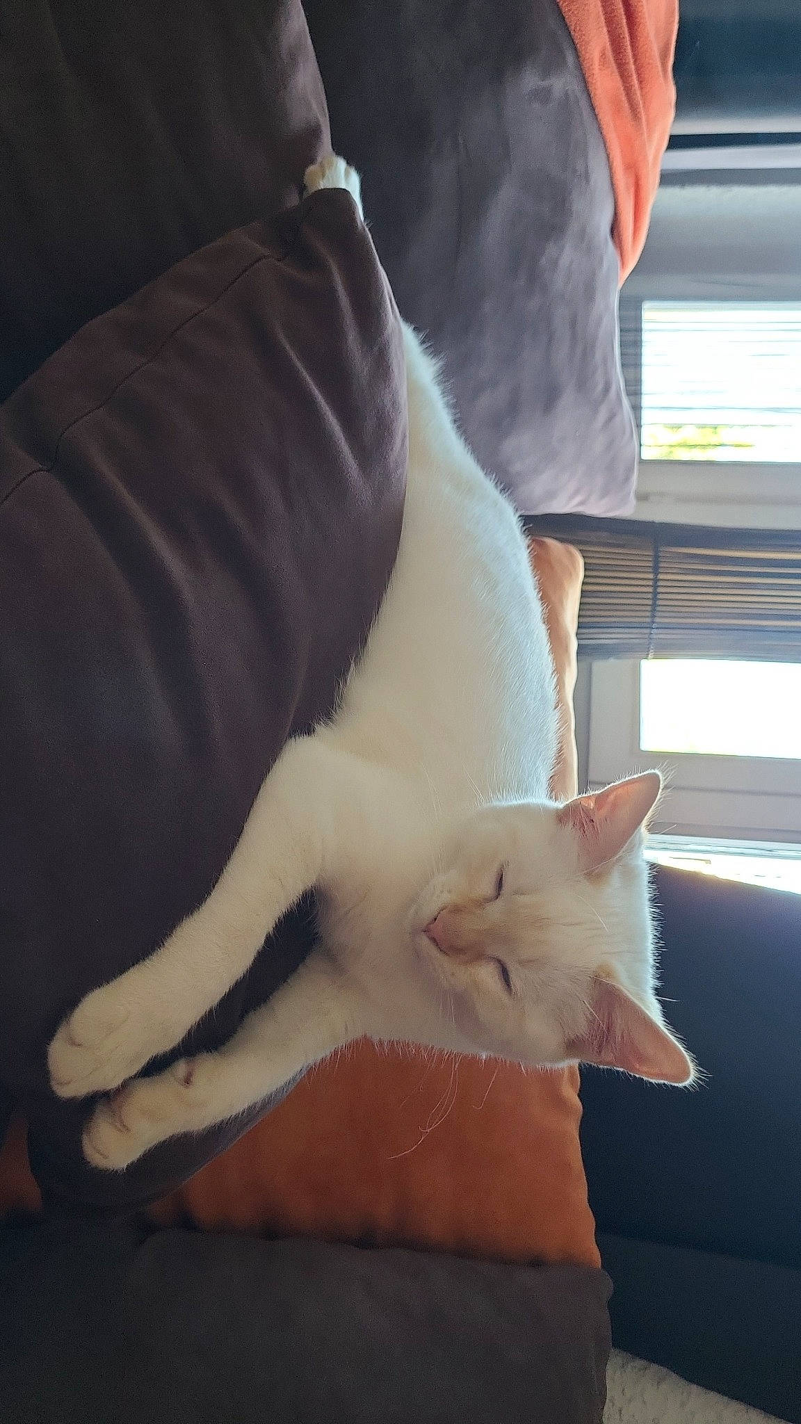 Yuki a rejoint le concours — aidez-le/la à gagner de superbes lots ! carnivore, cat, claw, comfort, domestic_short_haired_cat, fawn, felidae, foot, fur, gesture, human_leg, lap, mammal, paw, small_to_medium_sized_cats, snout, tail, vertebrate, whiskers, window