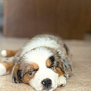 Babe is registered to the contest to win money with this photo: adorable, animal, calm, closeup, cute, dog, ears, floor, fur, indoor, napping, nose, pet, puppy, relaxed, resting, sleeping, tricolor, whiskers, young