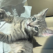 Mayo is registered to the contest to win money with this photo: kitten, cat, gray_tabby, fur, whiskers, car_seat, sunlight, tissue, pet, cute, animal, domestic_cat, young, relaxed, indoor, closeup, portrait, feline, soft, eyes