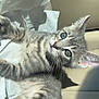 kitten, cat, gray_tabby, fur, whiskers, car_seat, sunlight, tissue, pet, cute, animal, domestic_cat, young, relaxed, indoor, closeup, portrait, feline, soft, eyes