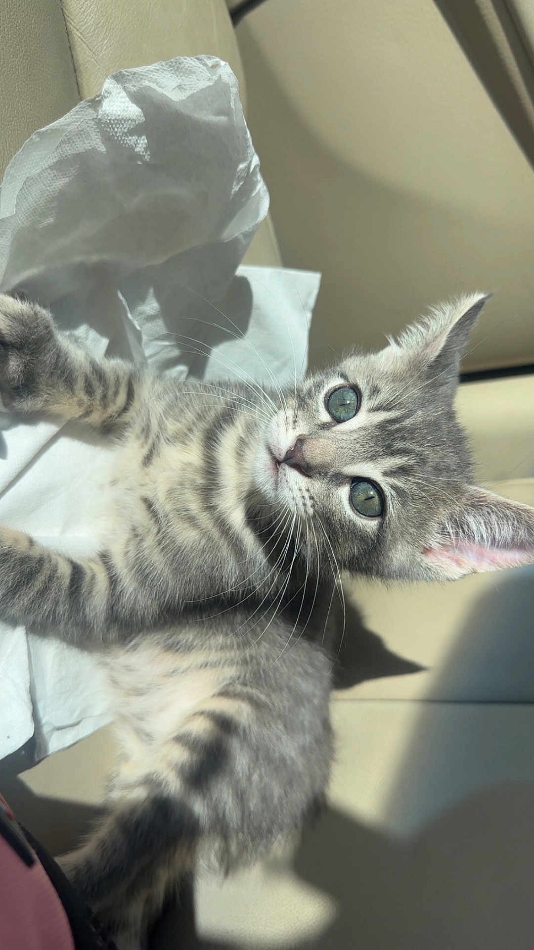 Mayo is registered to the contest to win money with this photo: kitten, cat, gray_tabby, fur, whiskers, car_seat, sunlight, tissue, pet, cute, animal, domestic_cat, young, relaxed, indoor, closeup, portrait, feline, soft, eyes