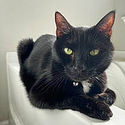Mushu joined the competition — help win amazing prizes! animal, bathtub, black_cat, cat, close_up, collar, curious, domestic_animal, feline, fur, green_eyes, houseplant, indoor, natural_light, pet, relaxation, resting, whiskers, white_bathroom, window