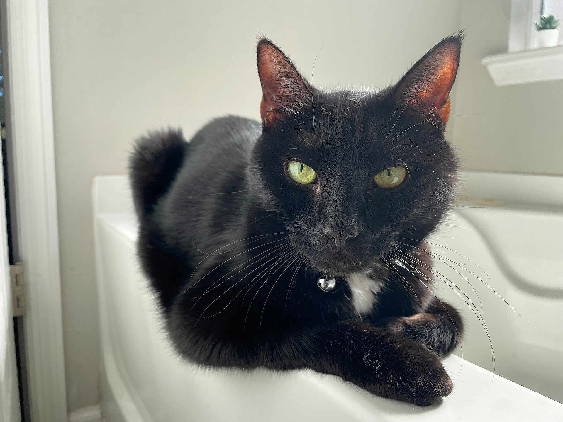 Mushu joined the competition — help win amazing prizes! animal, bathtub, black_cat, cat, close_up, collar, curious, domestic_animal, feline, fur, green_eyes, houseplant, indoor, natural_light, pet, relaxation, resting, whiskers, white_bathroom, window