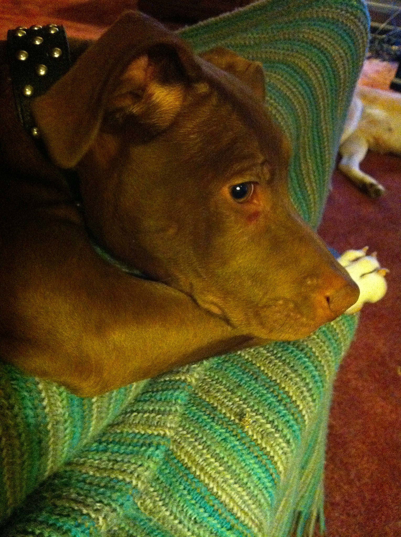 Nikki is registered to the contest to win money with this photo: american_pit_bull_terrier, canidae, carnivore, dog, dog_breed, ear, fawn, mammal, snout, sporting_group, vertebrate, whiskers