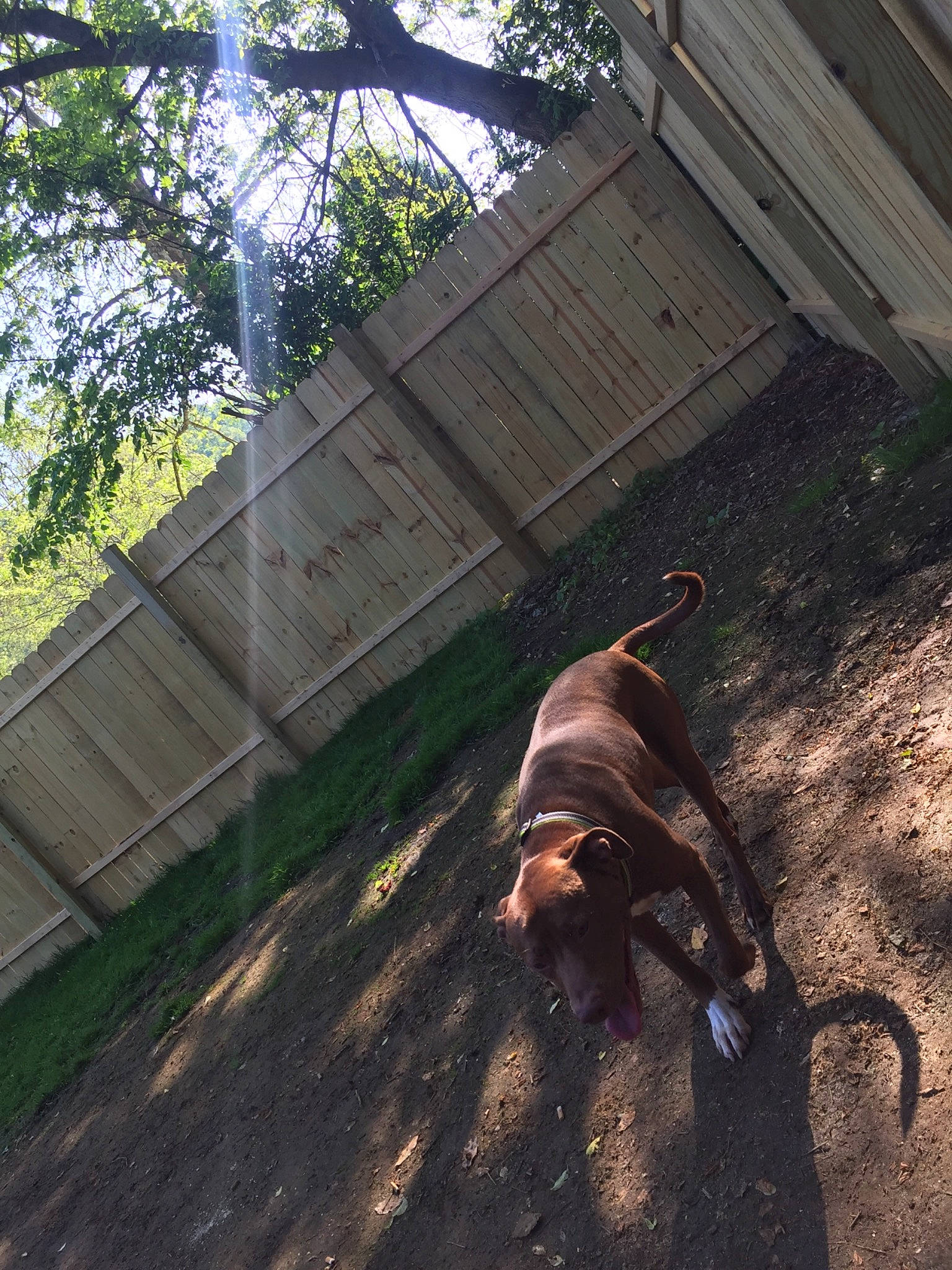 Nikki joined the competition — help win amazing prizes! american_pit_bull_terrier, backyard, canidae, carnivore, dog, dog_breed, fawn, guard_dog, non_sporting_group, sporting_group, tail, tree, wood