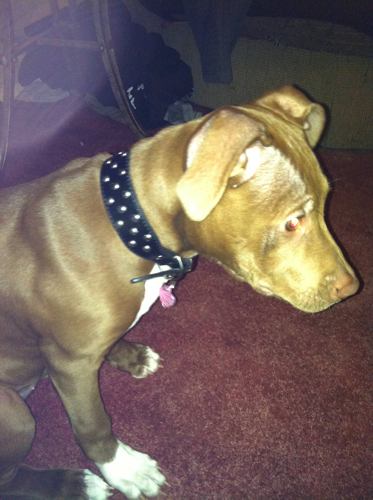 Nikki is registered to the contest to win money with this photo: american_pit_bull_terrier, beagador, canidae, carnivore, collar, dog, dog_breed, dog_collar, ear, fawn, mammal, non_sporting_group, nose, pit_bull, snout, sporting_group, tail