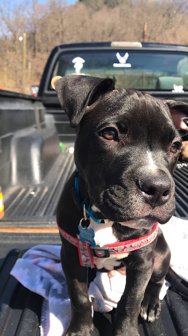 Axl is registered to the contest to win money with this photo: american_pit_bull_terrier, american_staffordshire_terrier, canidae, carnivore, dog, dog_breed, mammal, non_sporting_group, rare_breed_dog, snout, sporting_group, staffordshire_bull_terrier, vehicle