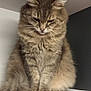 animal, cat, contemplative, cute, domestic, ears, feline, fluffy, fur, gray, household, indoor, looking_down, pet, portrait, quiet, shelf, sitting, tabby, whiskers