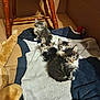 animal, blanket, cardboard, cat, cozy, curious, cute, domestic, eyes, feline, fur, group, indoor, kitten, pet, playful, resting, small, wooden_chair, young
