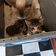 Milky participe au concours pour gagner de l'argent avec cette photo : cat, kitten, animal, pet, carrier, feline, mother_cat, curious, indoor, cozy, checkered_floor, paw, whiskers, fur, cute, young, domestic, looking_out, box, resting