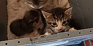 Milky participe au concours pour gagner de l'argent avec cette photo : animal, box, carrier, cat, checkered_floor, cozy, curious, cute, domestic, feline, fur, indoor, kitten, looking_out, mother_cat, paw, pet, resting, whiskers, young