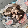 kitten, cat, animal, pet, sleepy, crate, towel, snuggling, cute, feline, fur, resting, indoor, young, cozy, group, small, domestic, mammal, pile