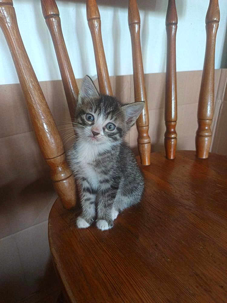Milky a rejoint le concours — aidez-le/la à gagner de superbes lots ! kitten, cat, tabby, pet, animal, cute, wooden_chair, furniture, indoor, small, young, fur, whiskers, ears, eyes, sitting, curious, domestic_cat, portrait, brown