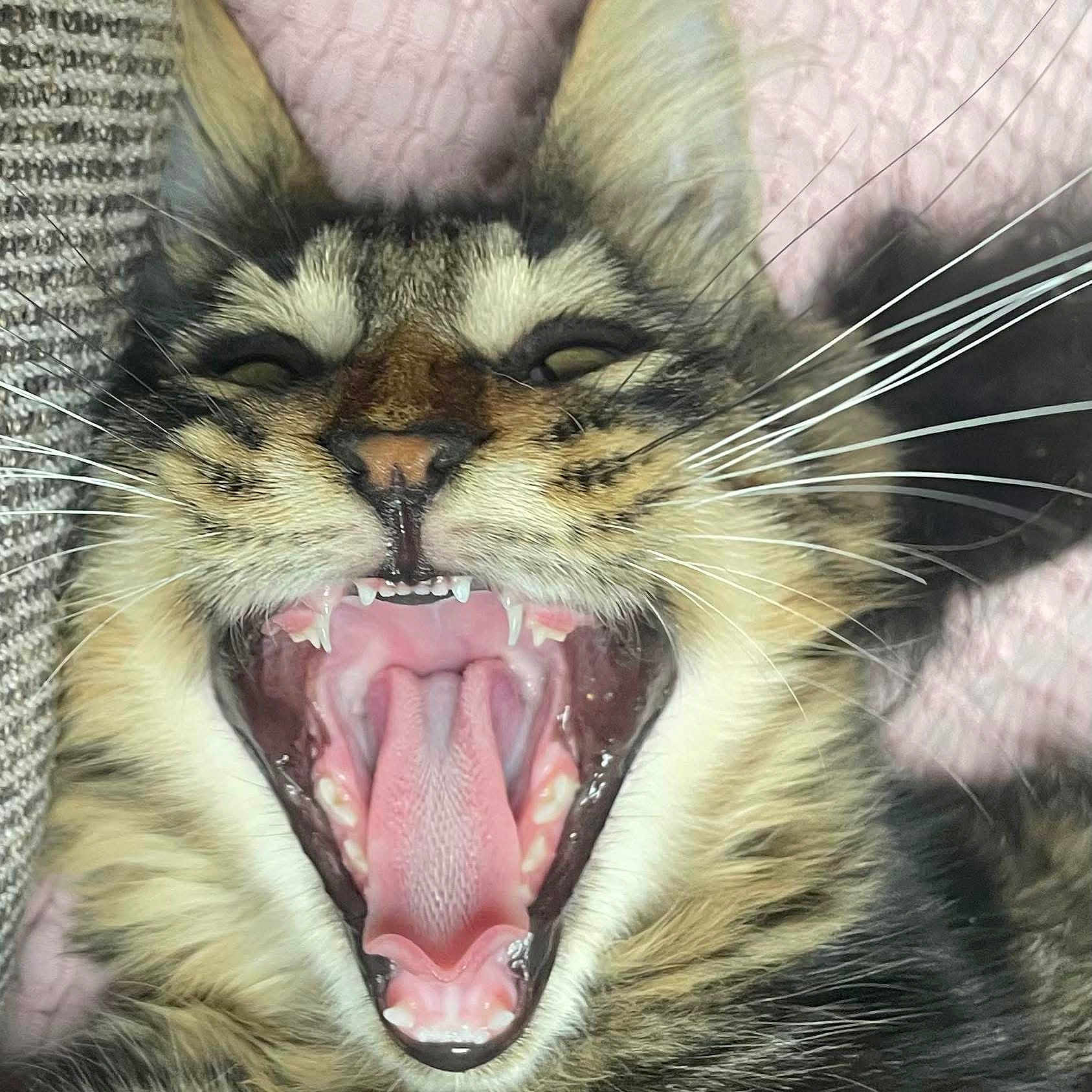 Voyou participe au concours pour gagner de l'argent avec cette photo : abyssinian, animal, bodypart, cat, electronics, face, grass, hardware, head, kitten, manx, mouth, person, pet, photography, portrait, sleeping, snout, teeth, tongue