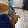 Aïko participe au concours pour gagner de l'argent avec cette photo : dog, brown_dog, turquoise_collar, sofa, blue_cover, plush_toy, green_toy, wooden_floor, curtains, window, indoor, pet, animal, furniture, living_room, sniffing, head_down, cozy, daylight, relaxed