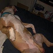 Aïko participe au concours pour gagner de l'argent avec cette photo : dog, lying_down, bed, collar, indoor, relaxed, spotted_fur, television, shelf, clutter, furniture, paw, canine, domestic_animal, resting, pet, animal, sleeping_position, blanket, room