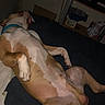 dog, lying_down, bed, collar, indoor, relaxed, spotted_fur, television, shelf, clutter, furniture, paw, canine, domestic_animal, resting, pet, animal, sleeping_position, blanket, room