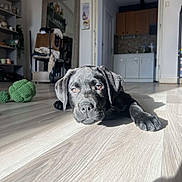 Venom participe au concours pour gagner de l'argent avec cette photo : animal, black_dog, cabinet, calm, cozy, cute, dog, doorway, floor, home, indoor, kitchen, knitted_toy, laying_down, living_room, pet, puppy, sunlight, toy, wooden_floor